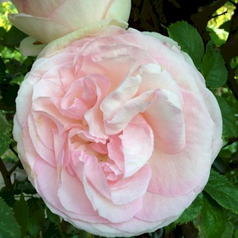 'Félicité Parmentier' Rosa Alba 'Félicité Parmentier' (Albarose) A-Kvalitet,- barrods roser min. 3 grene 'Félicité Parmentier' Rosa Alba 'Félicité Parmentier' (Albarose) A-Kvalitet,- Barrods Roser Min. 3 Grene -Plantetorvet Butik p2531 52373 rosa alba felicite parmentier albarose 58f4