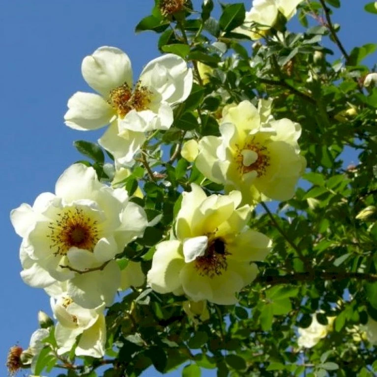 'Aicha' Rosa Pimpinellifolia 'Aicha' (Klitrose) A-Kvalitet,- barrods roser min. 3 grene 'Aicha' Rosa Pimpinellifolia 'Aicha' (Klitrose) A-Kvalitet,- Barrods Roser Min. 3 Grene -Plantetorvet Butik p2532 52290 rosa pimpinellifolia aicha buskrose ce3c