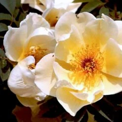 'Aicha' Rosa Pimpinellifolia 'Aicha' (Klitrose) A-Kvalitet,- Barrods Roser Min. 3 Grene 6 'Aicha' Rosa Pimpinellifolia 'Aicha' (Klitrose) A-Kvalitet,- Barrods Roser Min. 3 Grene -Plantetorvet Butik p2532 52291 rosa pimpinellifolia aicha buskrose fc06