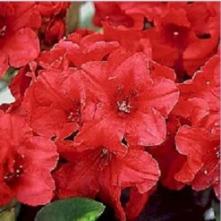 (yak.) 'Dopey' Rhododendron Yakushimanum 'Dopey' Potte 5,0 Liter,- 25-30 Cm. -Plantetorvet Butik p2543 1944 r yakushimanum dopey 51e4