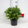 (yak.) 'Dopey' Rhododendron Yakushimanum 'Dopey' Potte 5,0 Liter,- 25-30 Cm. -Plantetorvet Butik p2543 42681 rhododendron yakushimanum dopey 18f6
