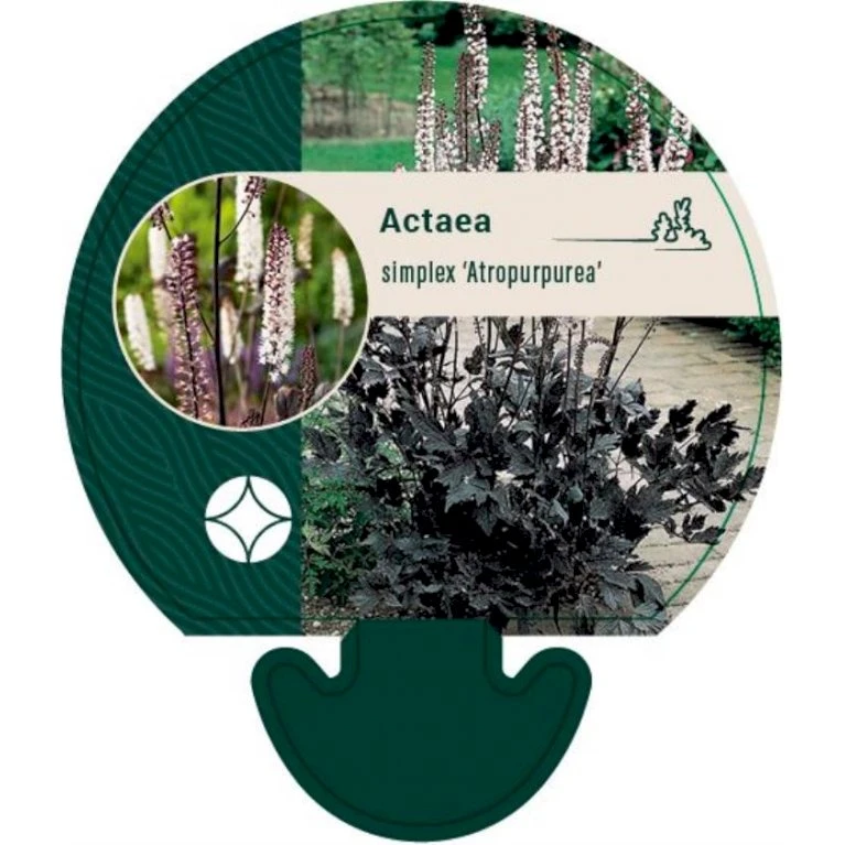 Sølvlys Actaea Simplex 'Purpurea' Bakke med 12 stk. Sølvlys Actaea Simplex 'Purpurea' Bakke Med 12 Stk. -Plantetorvet Butik p25555 52641 actaea simplex purpurea 6400