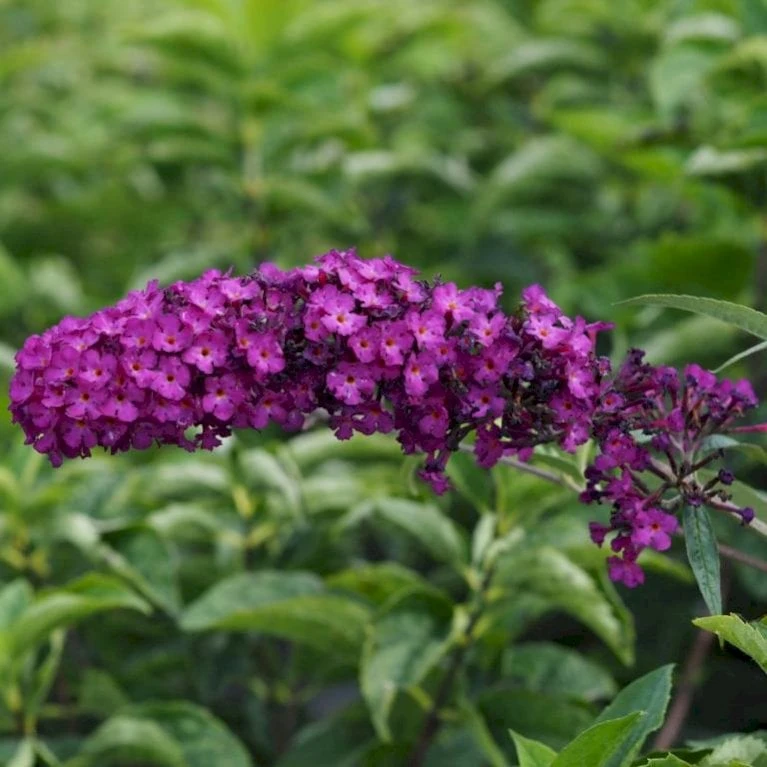 Sommerfuglebusk 'Royal Red' Buddleja Davidii 'Royal Red' Potte 2 liter. Sommerfuglebusk 'Royal Red' Buddleja Davidii 'Royal Red' Potte 2 Liter. -Plantetorvet Butik p256 47308 buddleja davidii royal red 5506