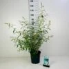 Sommerfuglebusk 'White Profusion' Buddleja Davidii 'White Profusion' Potte 6,5 Liter 50-60 Cm. -Plantetorvet Butik p257 43535 buddleia davidii white profusion 8eec