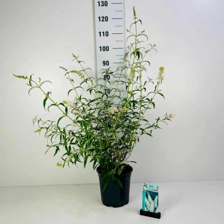 Sommerfuglebusk 'White Profusion' Buddleja Davidii 'White Profusion' Potte 6,5 liter 50-60 cm. Sommerfuglebusk 'White Profusion' Buddleja Davidii 'White Profusion' Potte 6,5 Liter 50-60 Cm. -Plantetorvet Butik p257 43535 buddleia davidii white profusion 8eec