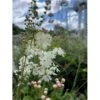 Knoldet Mjødurt Filipendula Vulgaris 1 Liter Potte -Plantetorvet Butik p25941 41071 filipendula vulgaris c2f0