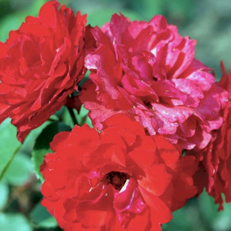 'Allotria'® Rosa X 'Allotria'® (Buketrose) A-Kvalitet,- barrods roser min. 3 grene 'Allotria'® Rosa X 'Allotria'® (Buketrose) A-Kvalitet,- Barrods Roser Min. 3 Grene -Plantetorvet Butik p259 51414 rosa x allotria e8b9