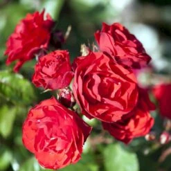 'Allotria'® Rosa X 'Allotria'® (Buketrose) A-Kvalitet,- Barrods Roser Min. 3 Grene 5 'Allotria'® Rosa X 'Allotria'® (Buketrose) A-Kvalitet,- Barrods Roser Min. 3 Grene -Plantetorvet Butik p259 51415 rosa x allotria f812