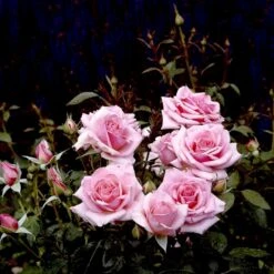 'Bangsbo'™ Rosa X 'Bangsbo'™ (Buketrose) A-Kvalitet,- Barrods Roser Min. 3 Grene -Plantetorvet Butik p265 51755 rosa x bangsbo buketrose d9bc