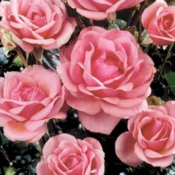 'Bangsbo'™ Rosa X 'Bangsbo'™ (Buketrose) A-Kvalitet,- Barrods Roser Min. 3 Grene -Plantetorvet Butik p265 51756 rosa x bangsbo buketrose 0b1a