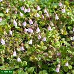 Linnæa Linnaea Borealis Var. Americana Potte 2 Liter.