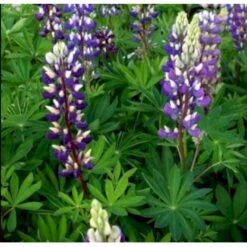 Staudelupin 'Blue Shades Gallery' Lupinus Polyphyllus 'Blue Shades Gallery' 1 Liter Potte