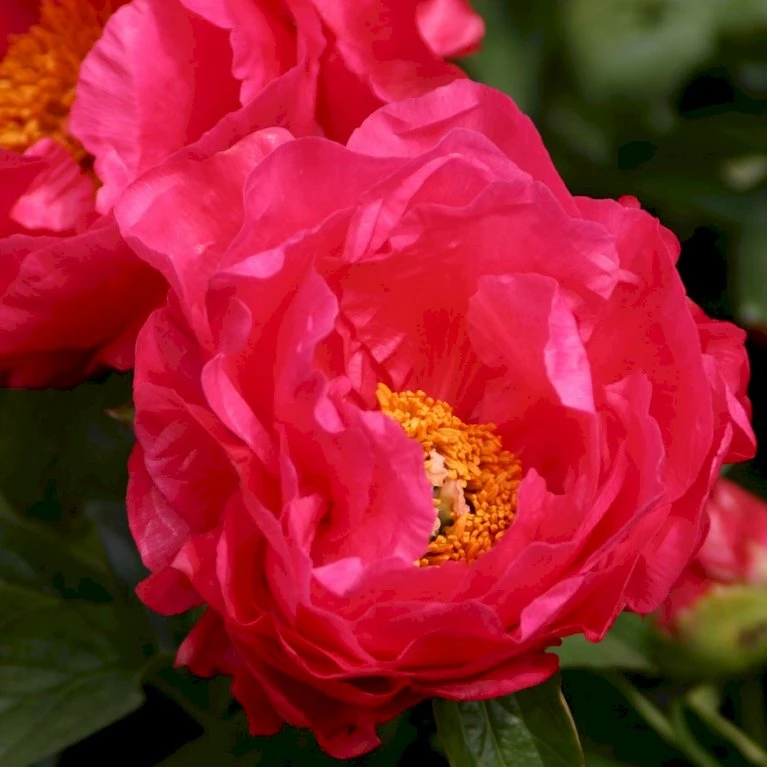 Silkepæon 'Paula Fay' Paeonia Lactiflora 'Paula Fay' 3,0 liter potte Silkepæon 'Paula Fay' Paeonia Lactiflora 'Paula Fay' 3,0 Liter Potte -Plantetorvet Butik p27035 47914 paeonia lactiflora paula fay ffa1