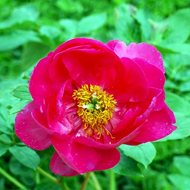 Silkepæon 'Paula Fay' Paeonia Lactiflora 'Paula Fay' 3,0 liter potte Silkepæon 'Paula Fay' Paeonia Lactiflora 'Paula Fay' 3,0 Liter Potte -Plantetorvet Butik p27035 47915 paeonia lactiflora paula fay 2f0f