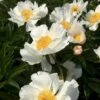 Silkepæon 'White Wings' Paeonia Lactiflora 'White Wings' 3,0 Liter Potte -Plantetorvet Butik p27047 47916 paeonia lactiflora white wings 144a