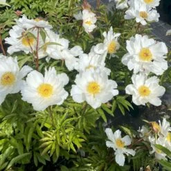 Silkepæon 'White Wings' Paeonia Lactiflora 'White Wings' 3,0 Liter Potte 4 Silkepæon 'White Wings' Paeonia Lactiflora 'White Wings' 3,0 Liter Potte -Plantetorvet Butik p27047 47917 paeonia lactiflora white wings acec