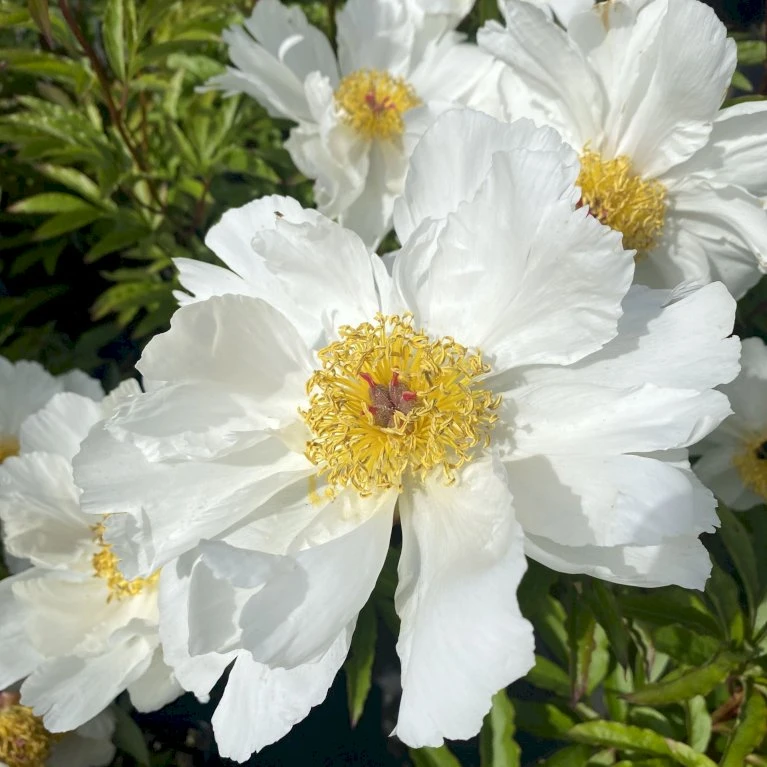 Silkepæon 'White Wings' Paeonia Lactiflora 'White Wings' 3,0 liter potte Silkepæon 'White Wings' Paeonia Lactiflora 'White Wings' 3,0 Liter Potte -Plantetorvet Butik p27047 47918 paeonia lactiflora white wings 1bba
