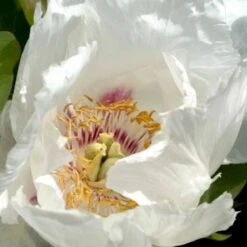 Silkepæon 'White Wings' Paeonia Lactiflora 'White Wings' 3,0 Liter Potte 6 Silkepæon 'White Wings' Paeonia Lactiflora 'White Wings' 3,0 Liter Potte -Plantetorvet Butik p27047 47919 paeonia lactiflora white wings 1393