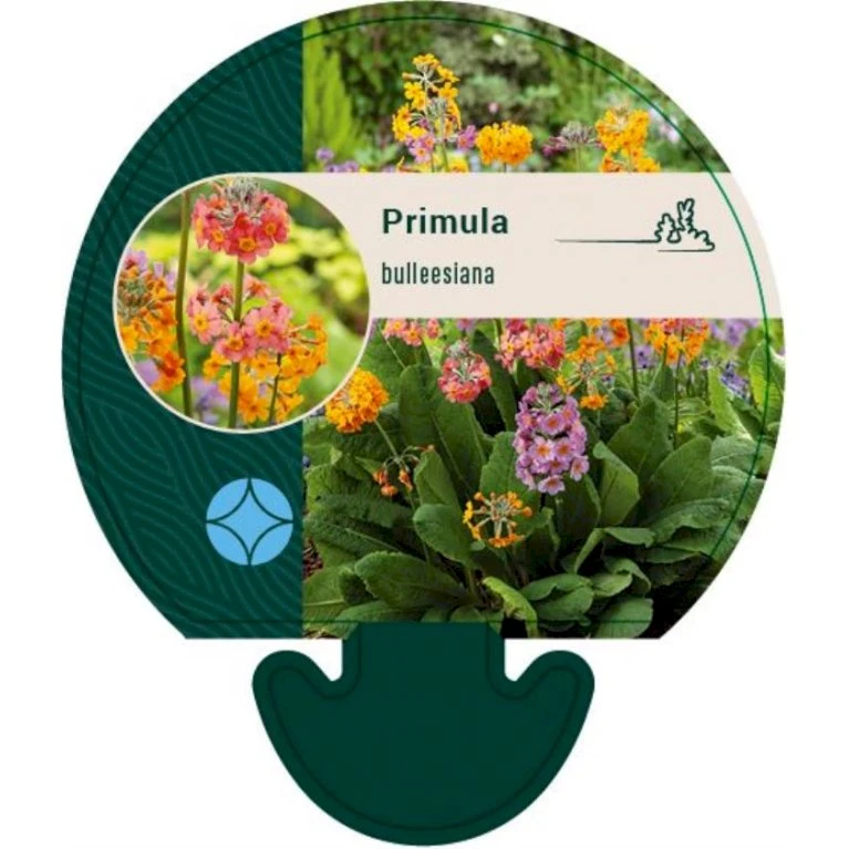 Etageprimula Primula Bulleesiana 9 Cm. Potte
