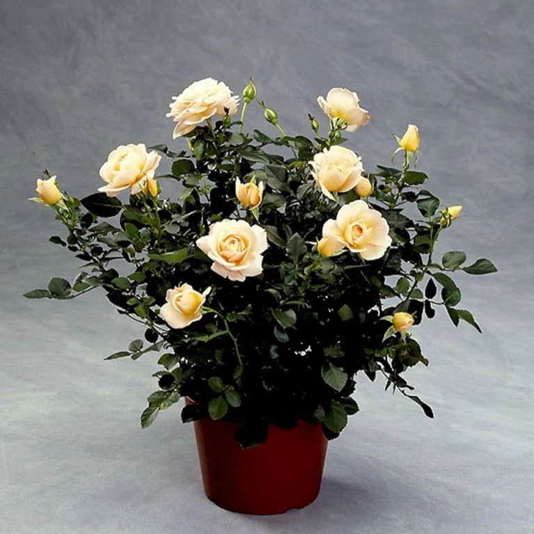 'Crystal™ Palace'® Rosa X 'Crystal™ Palace'® (Palacerose) A-Kvalitet,- barrods roser min. 3 grene 'Crystal™ Palace'® Rosa X 'Crystal™ Palace'® (Palacerose) A-Kvalitet,- Barrods Roser Min. 3 Grene -Plantetorvet Butik p274 51885 rosa x crystal palace palacerose ae67