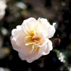 'Crystal™ Palace'® Rosa X 'Crystal™ Palace'® (Palacerose) A-Kvalitet,- Barrods Roser Min. 3 Grene 7 'Crystal™ Palace'® Rosa X 'Crystal™ Palace'® (Palacerose) A-Kvalitet,- Barrods Roser Min. 3 Grene -Plantetorvet Butik p274 51888 rosa x crystal palace palacerose 00e7