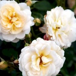 'Crystal™ Palace'® Rosa X 'Crystal™ Palace'® (Palacerose) A-Kvalitet,- Barrods Roser Min. 3 Grene 9 'Crystal™ Palace'® Rosa X 'Crystal™ Palace'® (Palacerose) A-Kvalitet,- Barrods Roser Min. 3 Grene -Plantetorvet Butik p274 51890 rosa x crystal palace palacerose 5a12
