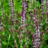 Staudesalvie 'Amethyst' Salvia Nemorosa 'Amethyst' 1 Liter Potte 2 Staudesalvie 'Amethyst' Salvia Nemorosa 'Amethyst' 1 Liter Potte -Plantetorvet Butik p27666 37871 salvia nemorosa amethyst 0ae9