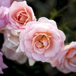 'Dronning Margrethe'™ Rosa X 'Dronning Margrethe'™ (Palacerose) A-Kvalitet,- Barrods Roser Min. 3 Grene -Plantetorvet Butik p277 51892 rosa x dronning margrethe palacerose 4bff