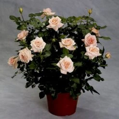 'Dronning Margrethe'™ Rosa X 'Dronning Margrethe'™ (Palacerose) A-Kvalitet,- Barrods Roser Min. 3 Grene -Plantetorvet Butik p277 51893 rosa x dronning margrethe palacerose a24d