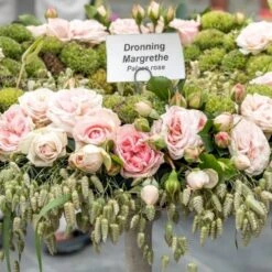 'Dronning Margrethe'™ Rosa X 'Dronning Margrethe'™ (Palacerose) A-Kvalitet,- Barrods Roser Min. 3 Grene -Plantetorvet Butik p277 51895 rosa x dronning margrethe palacerose fe08