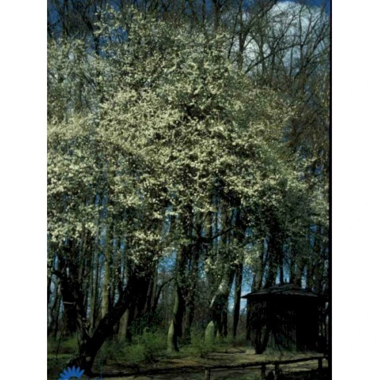 Mirabel Prunus Cerasifera Solitær busk 150-175 cm. - med klump Mirabel Prunus Cerasifera Solitær Busk 150-175 Cm. - Med Klump -Plantetorvet Butik p2785 2163 prunus cerasifera 7a4f