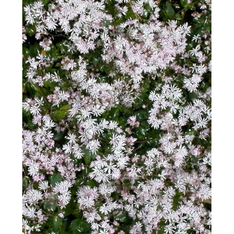 Dværg Frøstjerne Thalictrum Kiusianum 1 liter potte Dværg Frøstjerne Thalictrum Kiusianum 1 Liter Potte -Plantetorvet Butik p28084 54449 thalictrum kiusianum 710e