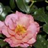 'Rosenresli'® Rosa X 'Rosenresli'® (Slyngrose) A-Kvalitet,- Barrods Roser Min. 3 Grene -Plantetorvet Butik p2808 52882 rosa x rosenresli slyngrose fc3d