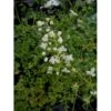 Stor Violfrøstjerne Thalictrum Splendide 'White' 1 Liter Potte 1 Stor Violfrøstjerne Thalictrum Splendide 'White' 1 Liter Potte -Plantetorvet Butik p28090 36407 thalictrum splendide white 2fc6