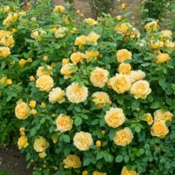 'Golden Celebration' Rosa X 'Golden Celebration' (Engelsk Rose) A-Kvalitet,- Barrods Roser Min. 3 Grene 5 'Golden Celebration' Rosa X 'Golden Celebration' (Engelsk Rose) A-Kvalitet,- Barrods Roser Min. 3 Grene -Plantetorvet Butik p2810 53006 rosa x golden celebration engelsk rose 7e68