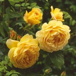 'Golden Celebration' Rosa X 'Golden Celebration' (Engelsk Rose) A-Kvalitet,- Barrods Roser Min. 3 Grene 7 'Golden Celebration' Rosa X 'Golden Celebration' (Engelsk Rose) A-Kvalitet,- Barrods Roser Min. 3 Grene -Plantetorvet Butik p2810 53008 rosa x golden celebration engelsk rose 8caa