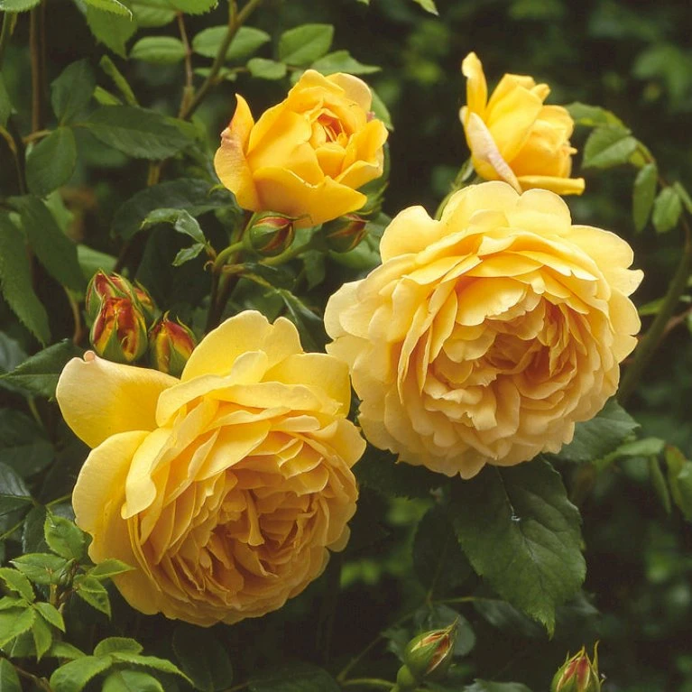 'Golden Celebration' Rosa X 'Golden Celebration' (Engelsk Rose) A-Kvalitet,- barrods roser min. 3 grene 'Golden Celebration' Rosa X 'Golden Celebration' (Engelsk Rose) A-Kvalitet,- Barrods Roser Min. 3 Grene -Plantetorvet Butik p2810 53008 rosa x golden celebration engelsk rose 8caa