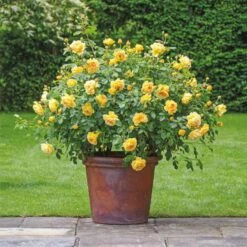 'Golden Celebration' Rosa X 'Golden Celebration' (Engelsk Rose) A-Kvalitet,- Barrods Roser Min. 3 Grene 8 'Golden Celebration' Rosa X 'Golden Celebration' (Engelsk Rose) A-Kvalitet,- Barrods Roser Min. 3 Grene -Plantetorvet Butik p2810 53009 rosa x golden celebration engelsk rose 1da1