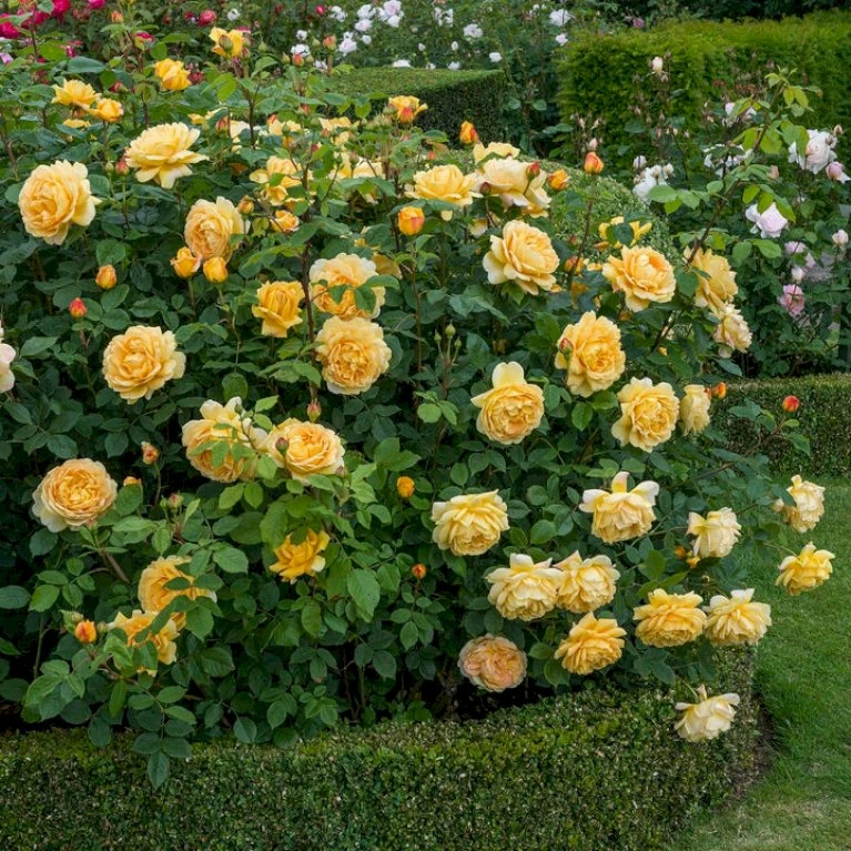 'Golden Celebration' Rosa X 'Golden Celebration' (Engelsk Rose) A-Kvalitet,- barrods roser min. 3 grene 'Golden Celebration' Rosa X 'Golden Celebration' (Engelsk Rose) A-Kvalitet,- Barrods Roser Min. 3 Grene -Plantetorvet Butik p2810 53011 rosa x golden celebration engelsk rose 5bf5