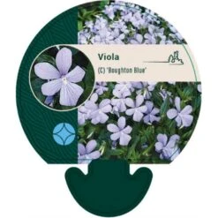 Hornviol Viola Cornuta 'Boughton Blue' Bakke Med 12 Stk.