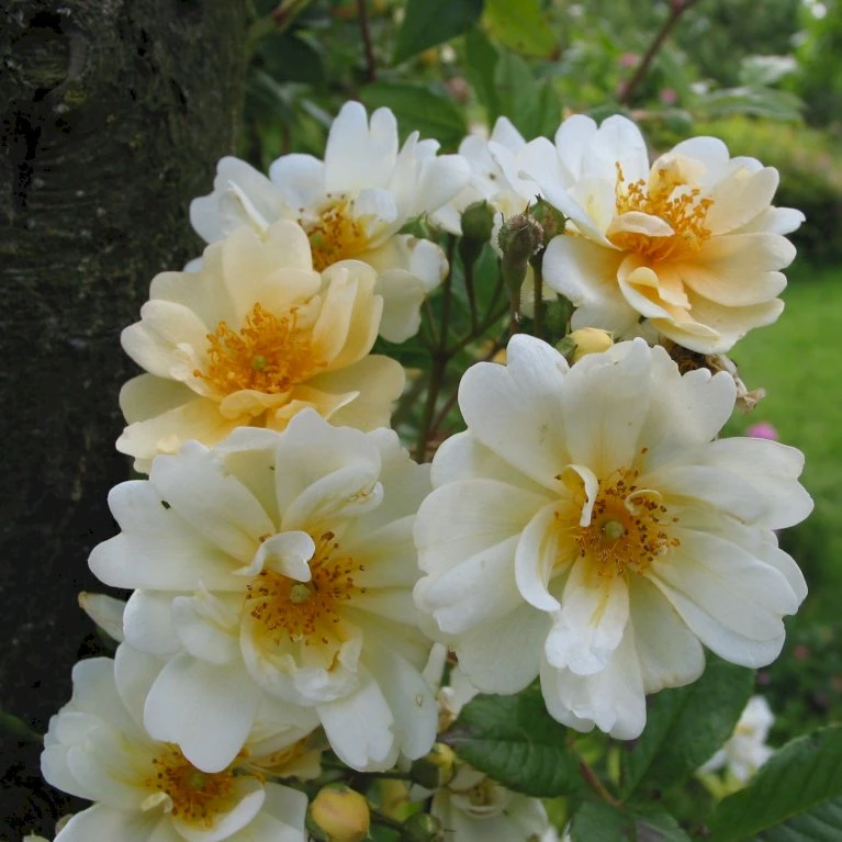 'Hybrida' Rosa Helenae 'Hybrida' (Slyngrose) A-Kvalitet,- barrods roser min. 3 grene 'Hybrida' Rosa Helenae 'Hybrida' (Slyngrose) A-Kvalitet,- Barrods Roser Min. 3 Grene -Plantetorvet Butik p28612 53418 rosa helenae hybrida slyngrose 16d6