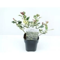 Hvidrandet Kristtorn 'Argentea Marginata' Ilex Aquifolium 'Argentea Marginata' Potte 2,0 Liter,- 25-30 Cm.