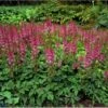 Astilbe 'Pumila' Astilbe Chinensis 'Pumila' 1 Liter Potte -Plantetorvet Butik p2889 2241 astilbe chinensis pumila cf60