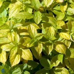 Uægte Jasmin 'Aureus' Philadelphus Coronarius 'Aureus' 5 Liter Potte -Plantetorvet Butik p28986 47481 philadelphus coronarius aureus c5cc