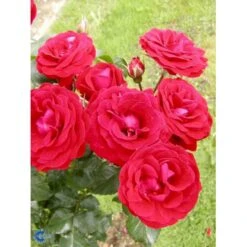 'Grand Palace' Rosa X 'Grand Palace' (Palacerose) 3,0 Liter Potte -Plantetorvet Butik p289 252 rosa x grand palace 9f87
