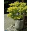 Viftebladet Løn Acer Shirasawanum 'Aureum' Potte 4,0 Liter,- 30-40 Cm.