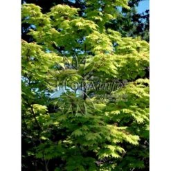 Viftebladet Løn Acer Shirasawanum 'Aureum' Potte 4,0 Liter,- 30-40 Cm. -Plantetorvet Butik p2901 6648 acer shirasawanum aureum ff33