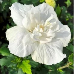 Syrisk Rose 'White Chiffon' (R) Hibiscus Syriacus 'White Chiffon' (r) Potte 6,6 Liter, - 70-80 Cm. 4 Syrisk Rose 'White Chiffon' (R) Hibiscus Syriacus 'White Chiffon' (r) Potte 6,6 Liter, - 70-80 Cm. -Plantetorvet Butik p2926 36150 hibiscus syriacus white chiffon r 0386