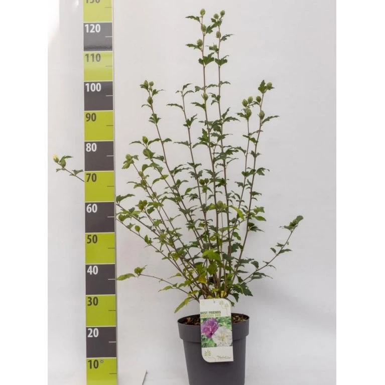 Syrisk Rose 'White Chiffon' (R) Hibiscus Syriacus 'White Chiffon' (r) Potte 6,6 liter, - 70-80 cm. Syrisk Rose 'White Chiffon' (R) Hibiscus Syriacus 'White Chiffon' (r) Potte 6,6 Liter, - 70-80 Cm. -Plantetorvet Butik p2926 42428 hibiscus syriacus white chiffon r 2120