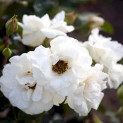 'Hampton™ Palace®' Rosa X 'Hampton™ Palace®' (Palacerose) A-Kvalitet,- Barrods Roser Min. 3 Grene